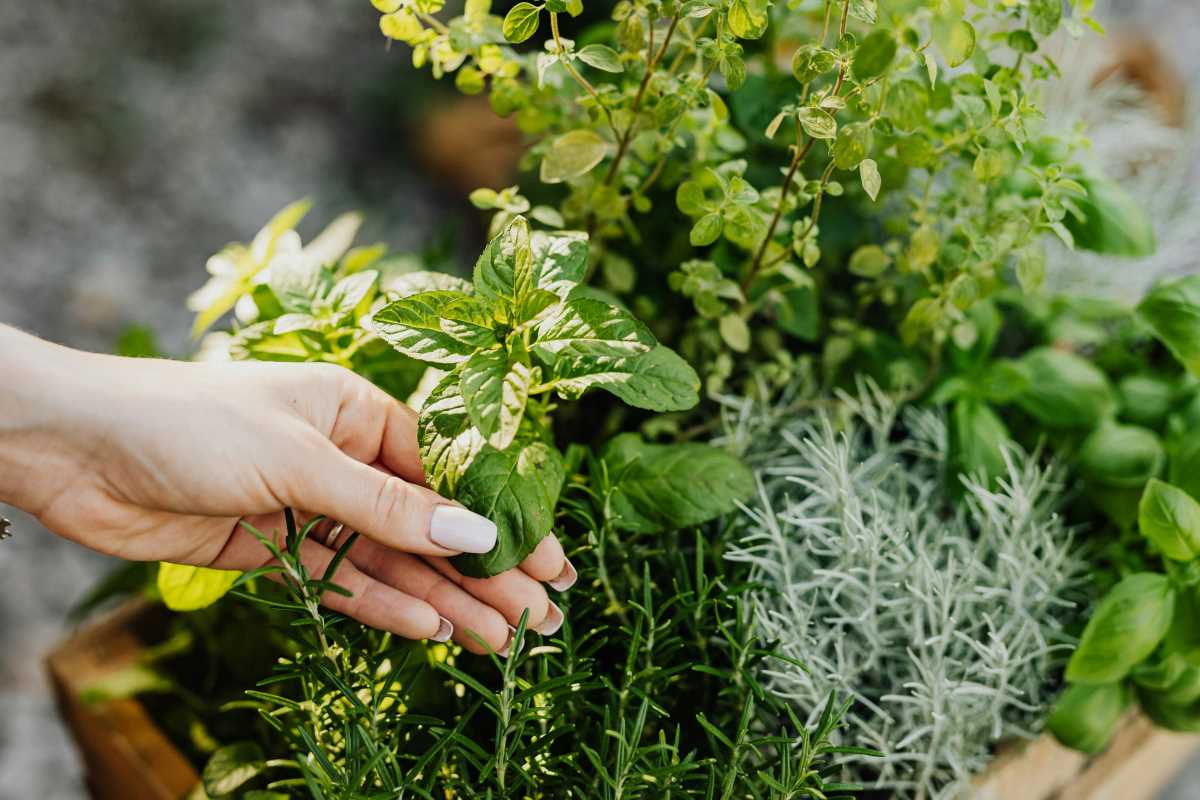 10 Essential Herbs Every Home Cook Should Keep Handy